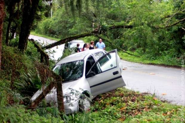 Árvore cai na SC-446 e provoca acidente com idosa