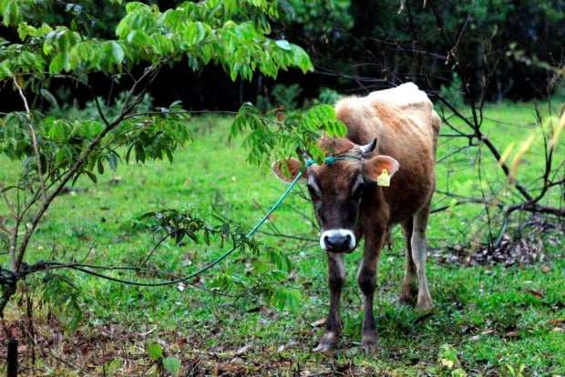 Agricultora flagra ladrões tentando furtar gado no São Bento Alto