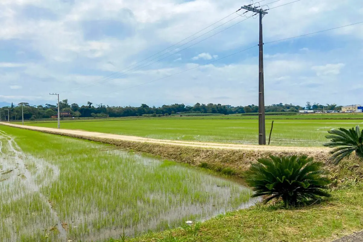 Santa Catarina é líder de cultivo no sistema pré-germinado de arroz