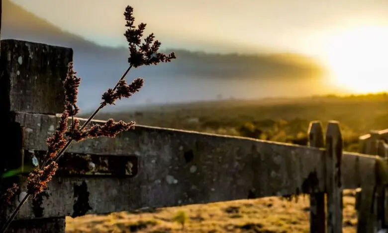 Frio intenso chega a SC com possibilidade de geada e temperaturas negativas nos pontos mais altos da Serra