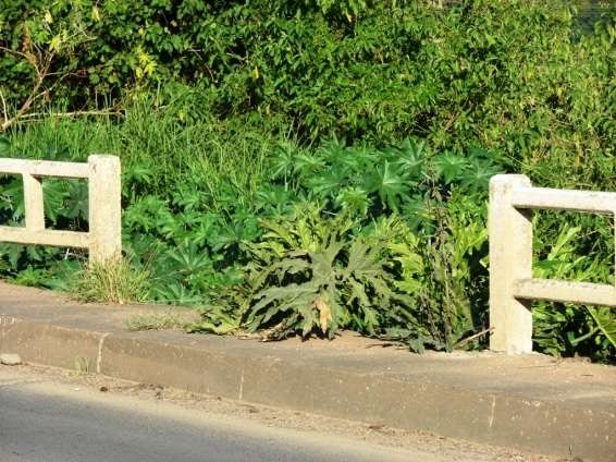 Vereador pede recuperação de ponte