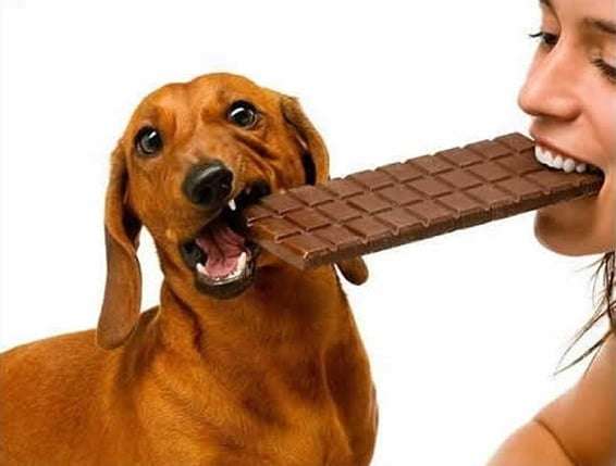 Chocolate pode ser fatal para seu cãozinho 1 Chocolate pode ser fatal para seu cãozinho