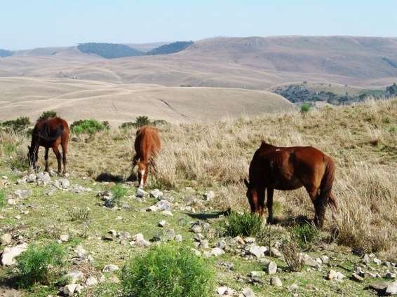 Campos de cima da serra Foto dos campos de cima da serra no inverno. A paisagem parece um deserto mas é o campo queimado pelo frio. A solidão dos três cavalos e de fundo a imensidão dos campos resultou num belo visual.  Foto Marcelo BP