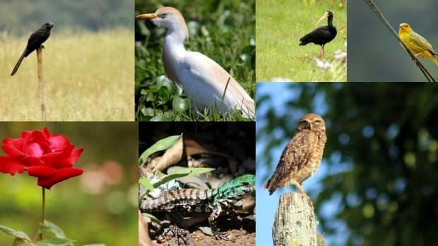 Natureza que você encontra em Nova Veneza