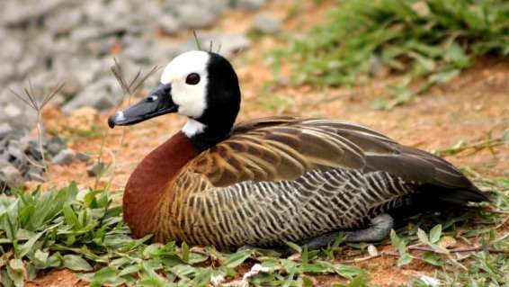 Aves de estimação. IBAMA libera espécies que entram na lista PET 1 Marreca Caneleira. Uma das espécies que poderá entrar para a lista PET do IBAMA.