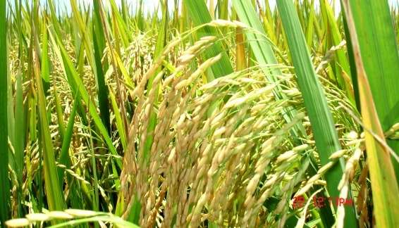 Ministro consegue renegociação de dívidas de arrozeiros 1 Ministro consegue renegociação de dívidas de arrozeiros