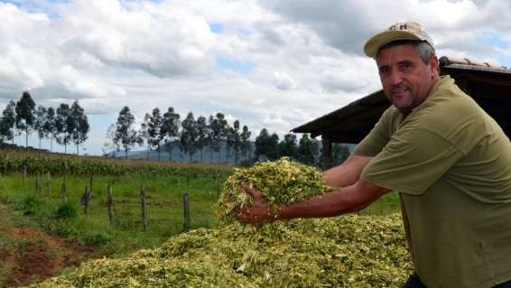Agricultores recebem apoio do Executivo para silagem 1 Agricultores recebem apoio do Executivo para silagem