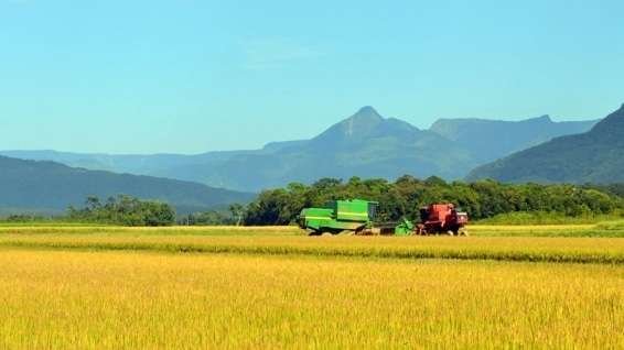 Perda na safra do arroz preocupa Nova Veneza 1 Perda na safra do arroz preocupa Nova Veneza