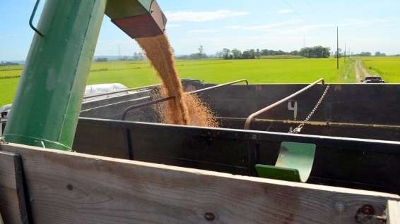 Perda na safra do arroz preocupa Nova Veneza