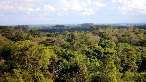 Cadastro obrigatório do Código Florestal pode ser liberado em maio