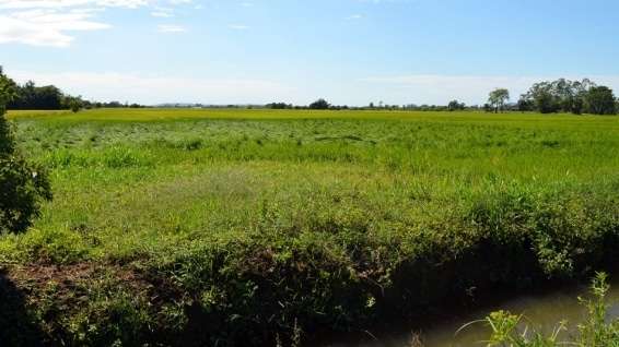 Perdas na rizicultura de Nova Veneza devem ultrapassar R$ 1 milhão