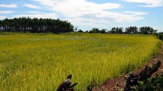 Perdas na rizicultura de Nova Veneza devem ultrapassar R$ 1 milhão