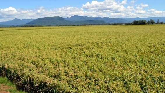 Perdas na rizicultura de Nova Veneza devem ultrapassar R$ 1 milhão