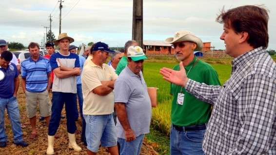 Evandro Gava e Zé Spilere acompanham experimentos sobre arroz irrigado