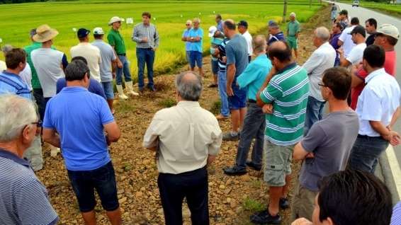 Evandro Gava e Zé Spilere acompanham experimentos sobre arroz irrigado