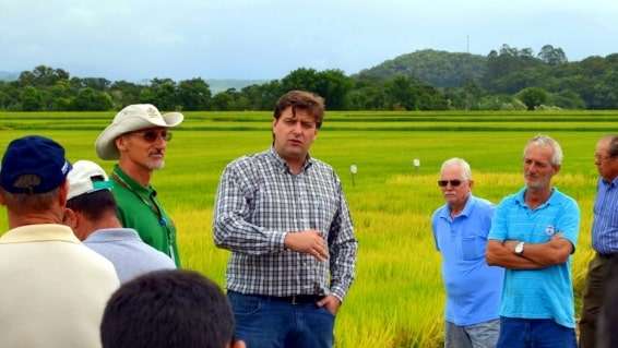 Evandro Gava e Zé Spilere acompanham experimentos sobre arroz irrigado