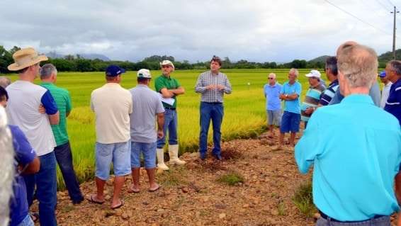Evandro Gava e Zé Spilere acompanham experimentos sobre arroz irrigado