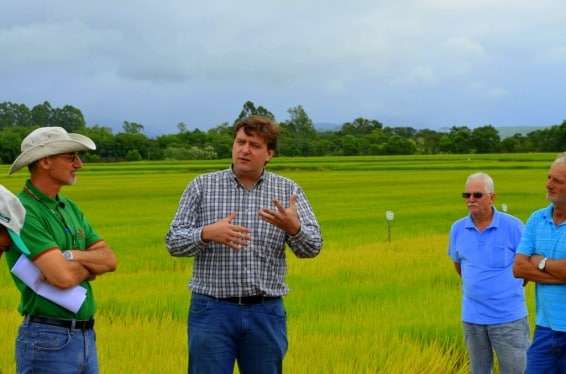 Evandro Gava e Zé Spilere acompanham experimentos sobre arroz irrigado