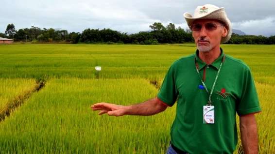 Evandro Gava e Zé Spilere acompanham experimentos sobre arroz irrigado