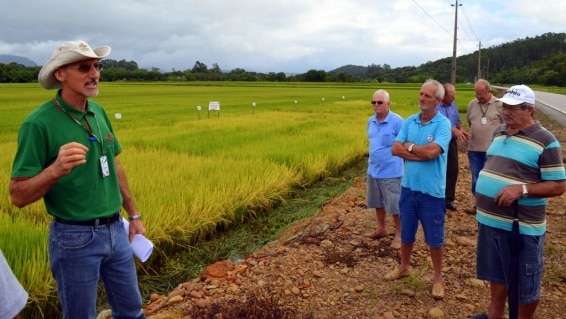 Evandro Gava e Zé Spilere acompanham experimentos sobre arroz irrigado