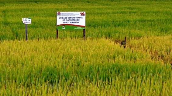 Evandro Gava e Zé Spilere acompanham experimentos sobre arroz irrigado