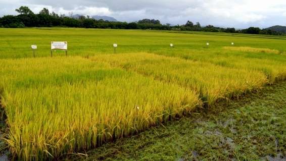 Evandro Gava e Zé Spilere acompanham experimentos sobre arroz irrigado