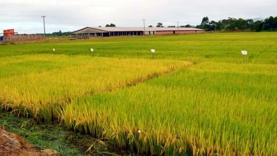 Evandro Gava e Zé Spilere acompanham experimentos sobre arroz irrigado