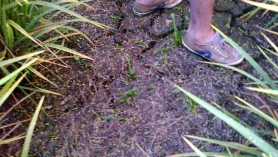 Granizo causa prejuízo em lavouras de Forquilhinha