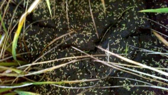 Epagri apura perda de 32 mil sacos de arroz por granizo em Forquilhinha 1 Epagri apura perda de 32 mil sacos de arroz por granizo em Forquilhinha