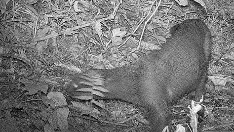 Nova espécie de felino é registrada na Reserva do Aguaí 3 Nova espécie de felino é registrada na Reserva do Aguaí