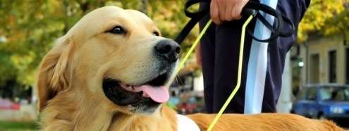 Satc promove curso “Aprenda a liderar seu cão” 1 Foto: Dreamstime