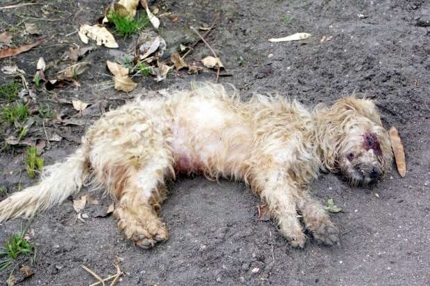 Dezenas de cães e gatos amanhecem mortos em São José no Distrito de Caravaggio 1 Dezenas de cães e gatos amanhecem mortos em São José no Distrito de Caravaggio