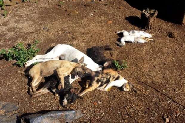 Cães, gatos, patos e até um faisão são vítimas de envenenamento em São Bento Alto 1 Cães, gatos, patos e até um faisão são vítimas de envenenamento em São Bento Alto