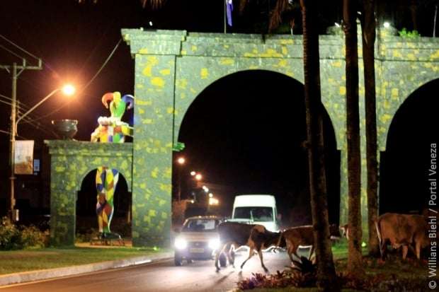 Perigo na pista: bois são flagrados no canteiro do Pórtico da cidade 1 Perigo na pista: bois são flagrados no canteiro do Pórtico da cidade