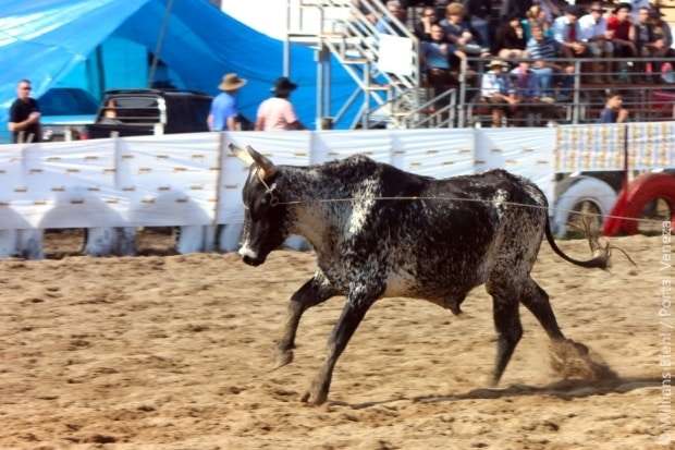 Confira as fotos do XV Rodeio Crioulo Nacional em Nova Veneza