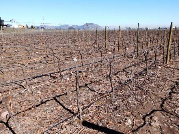 Marcelo Branco: Confraria Pan & Vin visita vinícolas chilenas 18 Marcelo Branco: Confraria Pan & Vin visita vinícolas chilenas