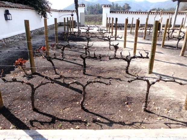 Marcelo Branco: Confraria Pan & Vin visita vinícolas chilenas 23 Marcelo Branco: Confraria Pan & Vin visita vinícolas chilenas