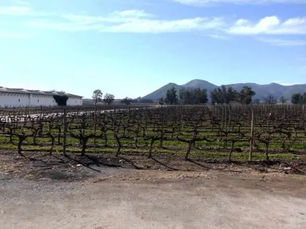 Marcelo Branco: Confraria Pan & Vin visita vinícolas chilenas