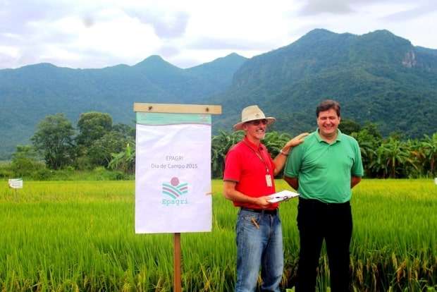Novo arroz vai garantir mais produtividade em Nova Veneza 1 Novo arroz vai garantir mais produtividade em Nova Veneza