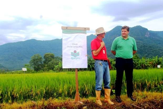 Novo arroz vai garantir mais produtividade em Nova Veneza