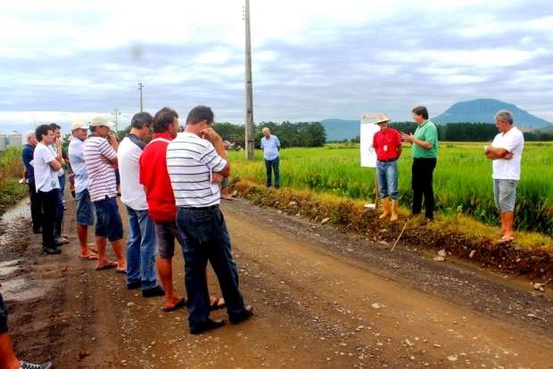 Novo arroz vai garantir mais produtividade em Nova Veneza