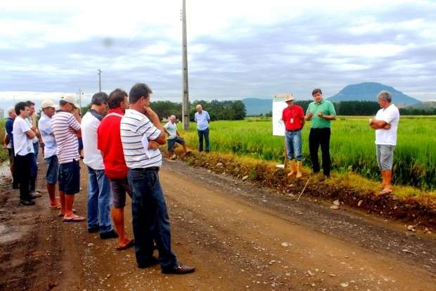 Novo arroz vai garantir mais produtividade em Nova Veneza