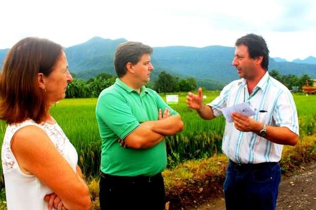 Novo arroz vai garantir mais produtividade em Nova Veneza