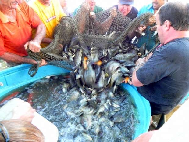 Forquilhinha terá venda de peixes na Semana Santa