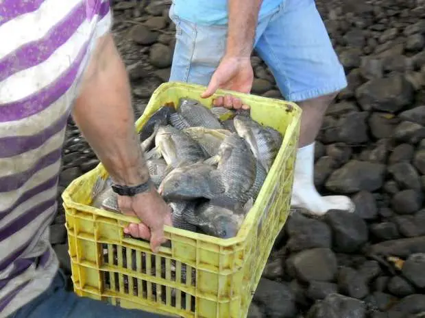 Forquilhinha terá venda de peixes na Semana Santa