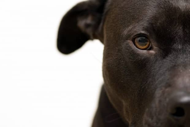 Crueldade animal será considerada “crime contra a sociedade” pelo FBI 1 Crueldade animal será considerada “crime contra a sociedade” pelo FBI