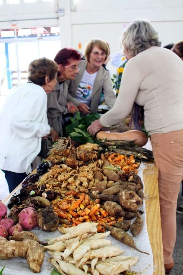 Plantas medicinais são alternativa no combate a doenças