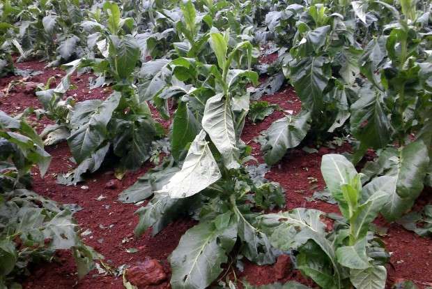 Agricultores e moradores contabilizam prejuízos após chuva de granizo