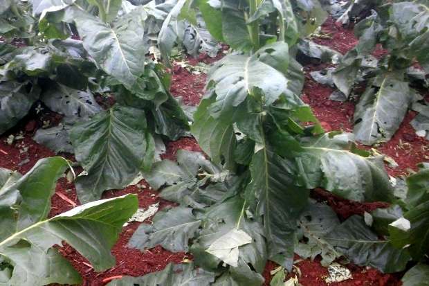 Agricultores e moradores contabilizam prejuízos após chuva de granizo 1 Agricultores e moradores contabilizam prejuízos após chuva de granizo