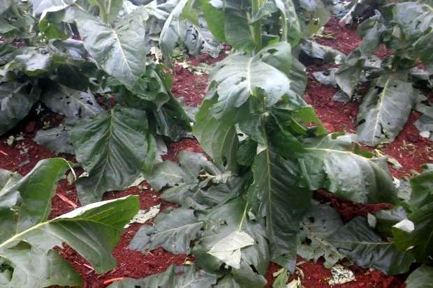 Agricultores e moradores contabilizam prejuízos após chuva de granizo